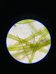 Ulva prolifera
