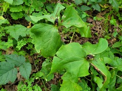 Trillium albidum parviflorum