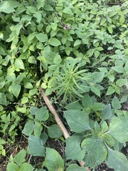 Pseudognaphalium viscosum