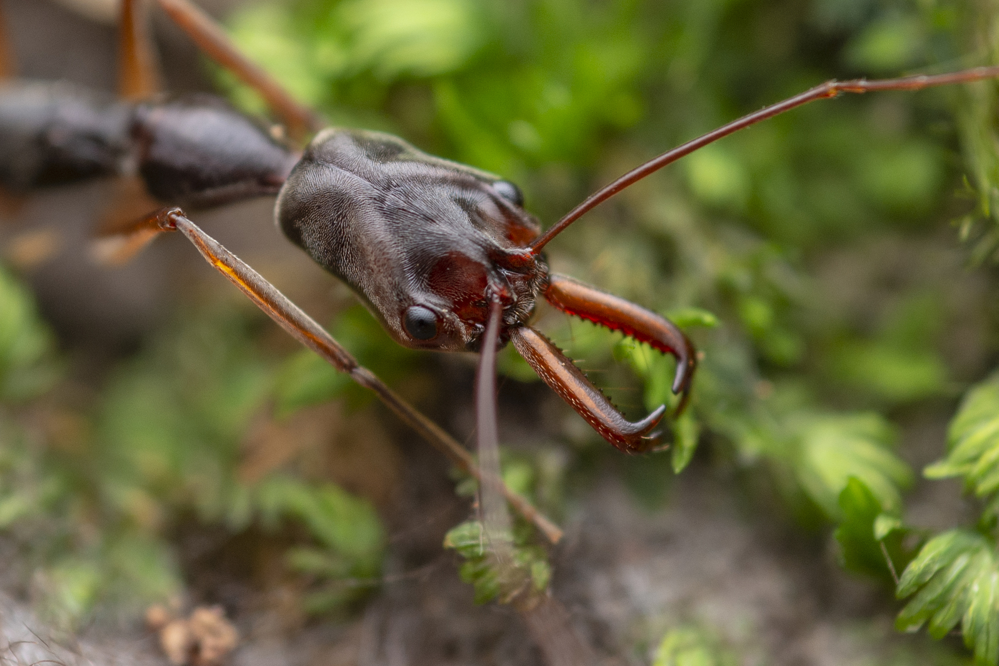 Odontomachus silvestrii