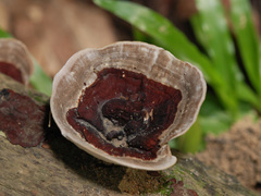 Earliella