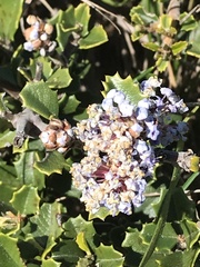 Ceanothus decornutus