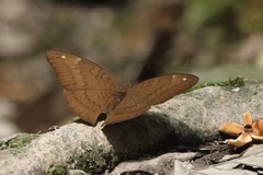 Tanaecia julii