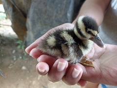 Dendrocygna autumnalis