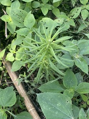 Pseudognaphalium viscosum