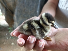 Dendrocygna autumnalis