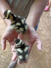 Dendrocygna autumnalis