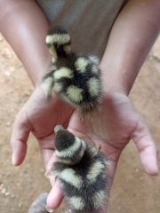 Dendrocygna autumnalis