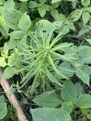 Pseudognaphalium viscosum