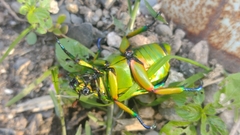 Chrysina macropus