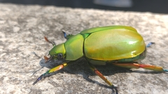 Chrysina macropus