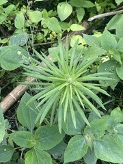 Pseudognaphalium viscosum