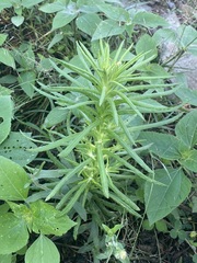 Pseudognaphalium viscosum