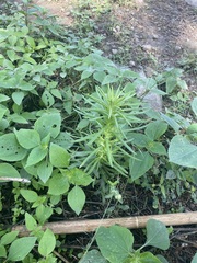 Pseudognaphalium viscosum