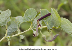Aristolochia bracteolata