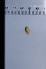 Isocladus armatus