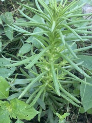 Pseudognaphalium viscosum