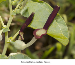 Aristolochia bracteolata