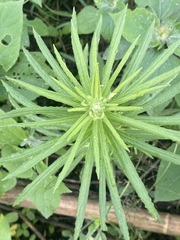 Pseudognaphalium viscosum