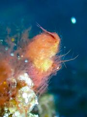 Phycocaris simulans