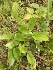 Packera schweinitziana