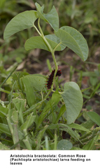 Aristolochia bracteolata