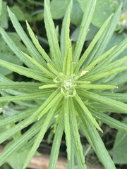 Pseudognaphalium viscosum