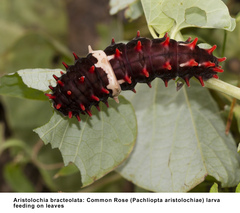 Aristolochia bracteolata