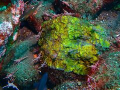 Rhynchocinetes durbanensis