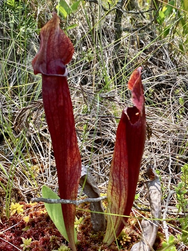 Sarracenia flavopurpurea