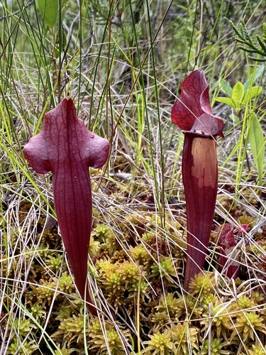 Sarracenia × flavopurpurea, photograph 1