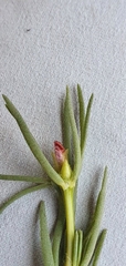 Portulaca suffrutescens