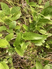 Packera schweinitziana