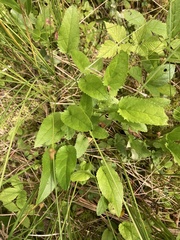 Packera schweinitziana