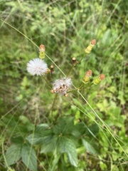 Packera schweinitziana