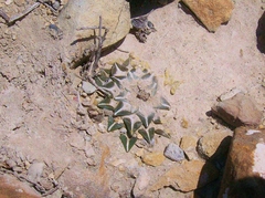 Ariocarpus kotschoubeyanus