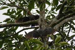 Mulleripicus pulverulentus