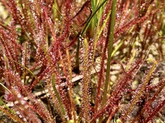 Drosera × hybrida