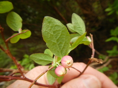 Vaccinium alaskaense