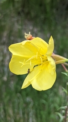 Oenothera longissima