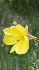 Oenothera longissima