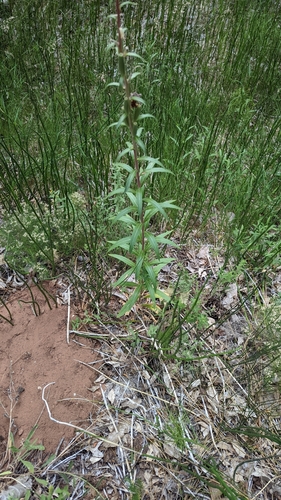 Image of Oenothera longissima by (c) Darrin Gobble, some rights reserved (CC BY)