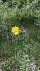 Oenothera longissima