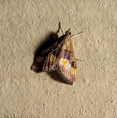 Pyrausta flavofascialis