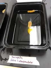 Doriopsilla albopunctata