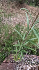 Oenothera longissima