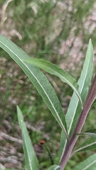 Oenothera longissima