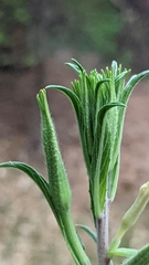 Oenothera longissima