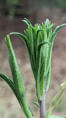 Oenothera longissima