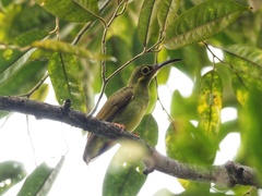 Arachnothera flavigaster